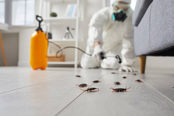 Commercial Kitchen Cockroach Control in North Apollo